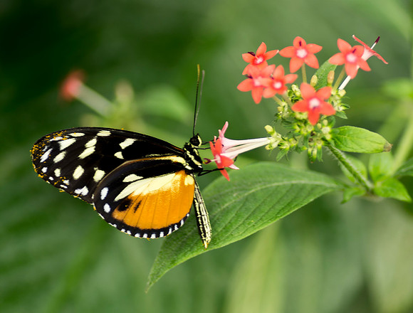 Butterfly By Bob Riach
