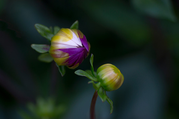 Purple Bud taken by Jo Bird