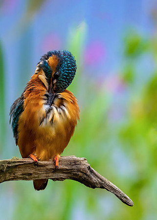 1 aa Kingfisher © Jo Bird