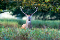 _DSC5754 Deer © Bob Riach.
