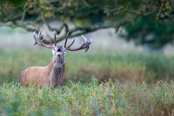 _DSC5658 Deer © Bob Riach.