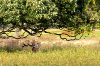_DSC5100 v2 Deer © Bob Riach