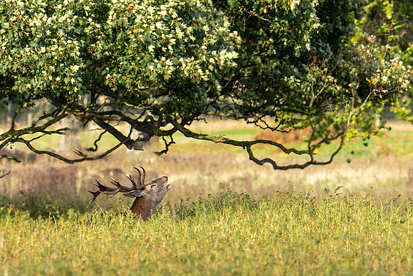 _DSC5100 v2 Deer © Bob Riach