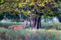 _DSC5766 Deer © Bob Riach