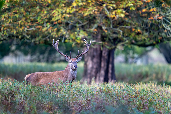 _DSC5766 Deer © Bob Riach
