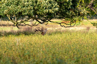_DSC5100 Deer © Bob Riach
