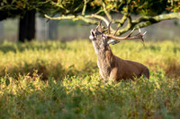 _DSC5386-Deer © Bob Riach