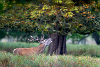 _DSC5779 Deer  Bob Riach