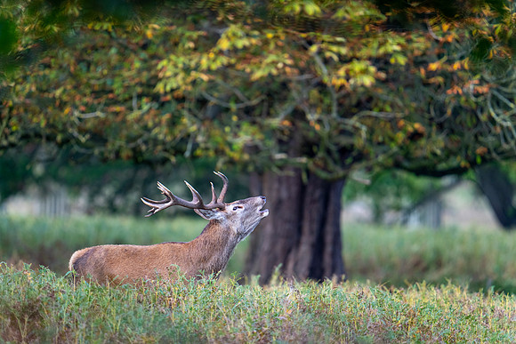 _DSC5779 Deer  Bob Riach