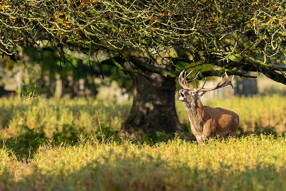 _DSC5281-Deer  Bob Riach