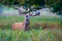 _DSC5651 Red Deer © Bob Riach