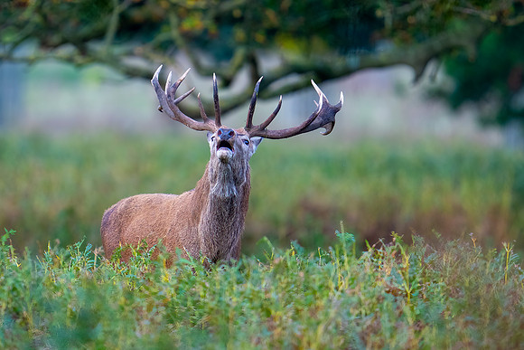 _DSC5651 Red Deer © Bob Riach