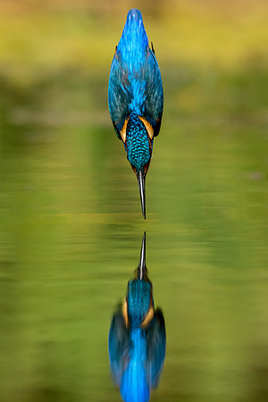 _DSC6621  Kingfisher 3 © Jo Bird