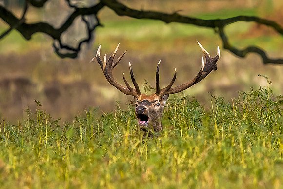 _DSC9118 Deer 22 © Jo Bird