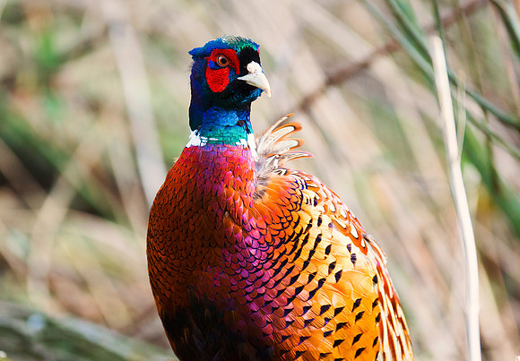 Phasianus colchicus  Pheasant taken by Bob Riach