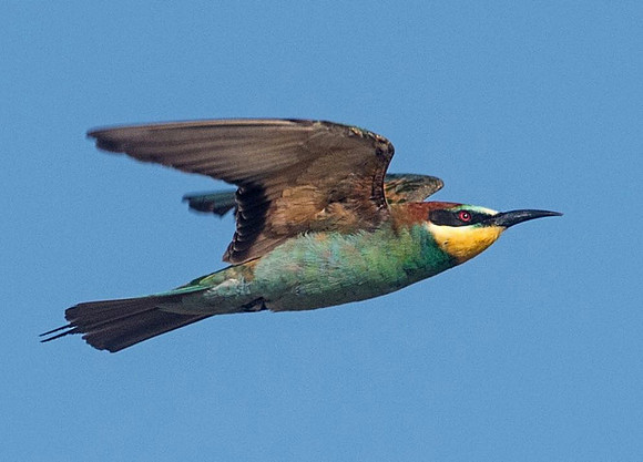 Bee Eater © Jo Bird taken in Greece