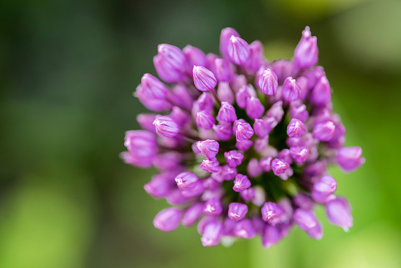 Allium Taken by Bob Riach