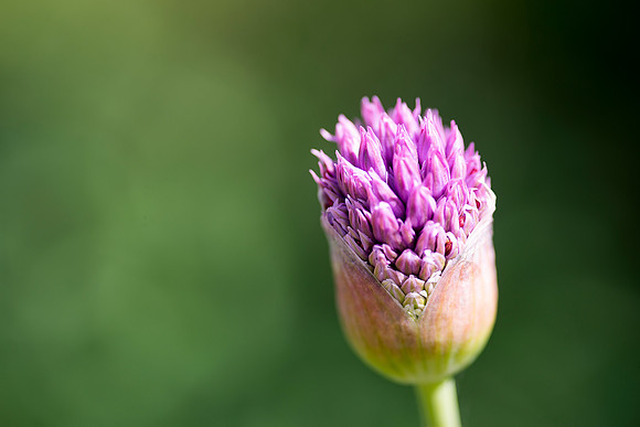 Soft Flower Bud taken by Bob Riach