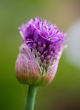 Soft Flower taken by Bob Riach