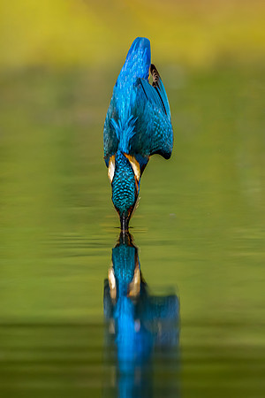 _DSC6394 Kingfisher 2 © Jo Bird