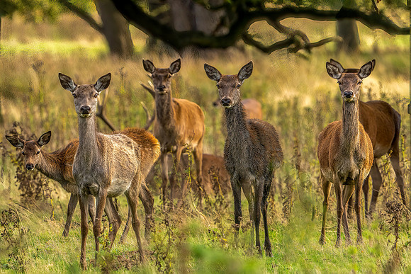 _DSC8818 Deer 22 © Jo Bird