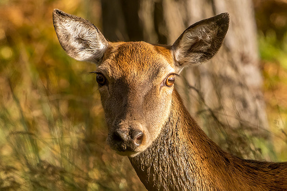 _DSC9072-2 Deer 22 © Jo Bird