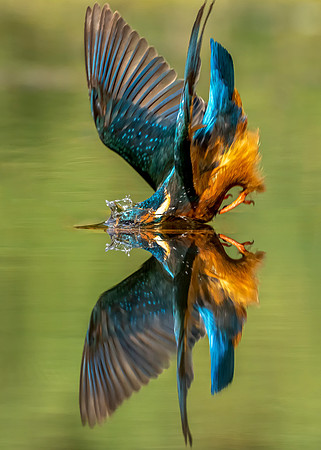 _DSC6573 Kingfisher  B © Jo BIrd copy