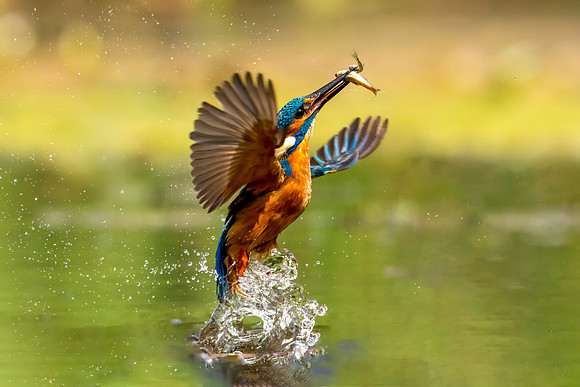 _DSC6234 Kingfisher © Joanne Bird copy