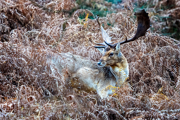 _Deer 3s © Jo bird DSC1729 copy