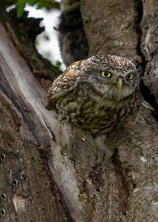 _DSC3755 Little Owl 2