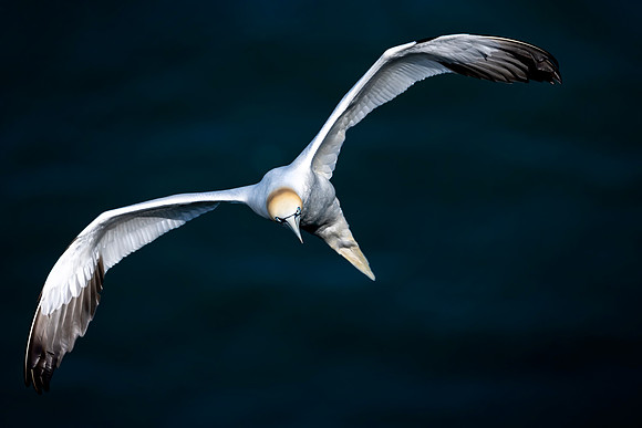 _Gannet flying into the cliffs DSC5900 copy