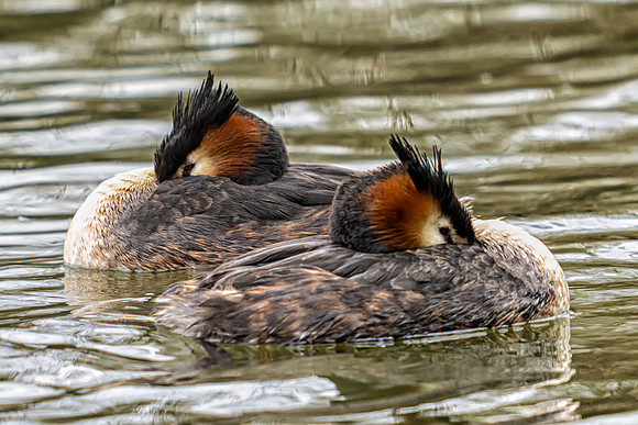 _Grebes sleeping DSC9061 copy