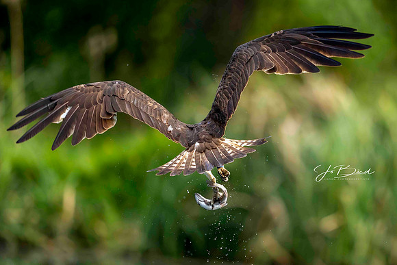 osprey  1 small