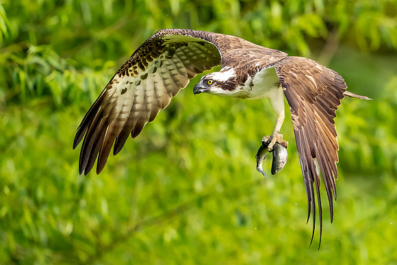 Osprey 2_DSC0003 copy