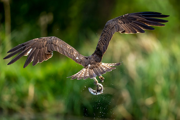 Osprey 1_DSC9951 copy