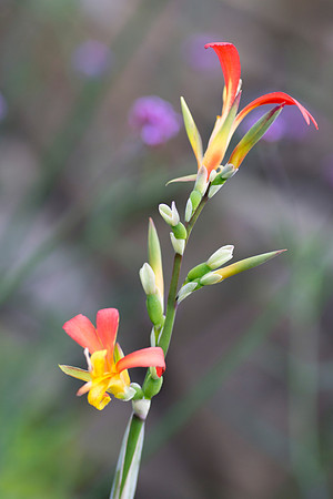 Flower by Bob Riach