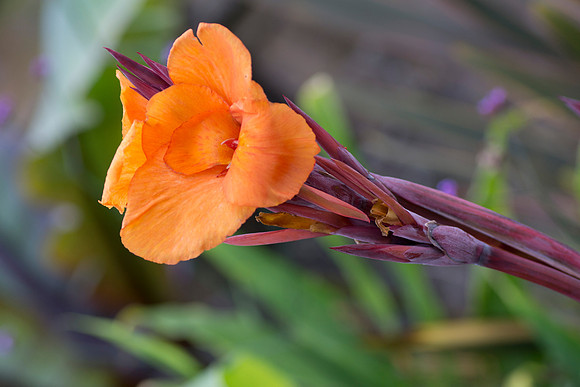 Orange Flower by Bob Riach