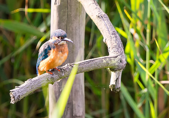 Kingfisher 2 taken by Bob Riach