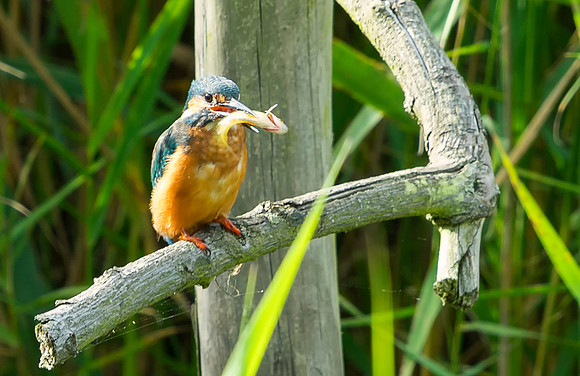 Kingfisher Fish taken by Bob Riach