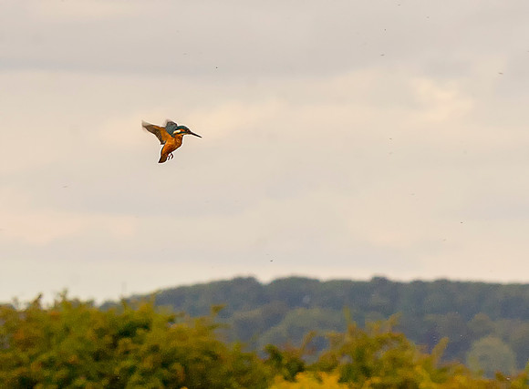 Kingfisher Flying  taken by Bob Riach
