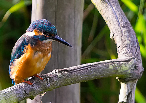 Kingfisher taken by Bob Riach