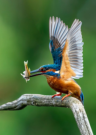 Kingfisher 22 copy
