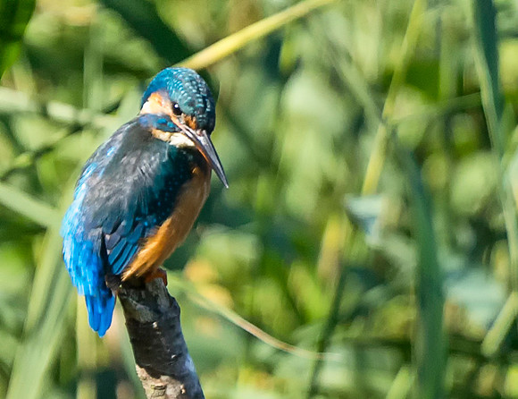 KIngfisher 2