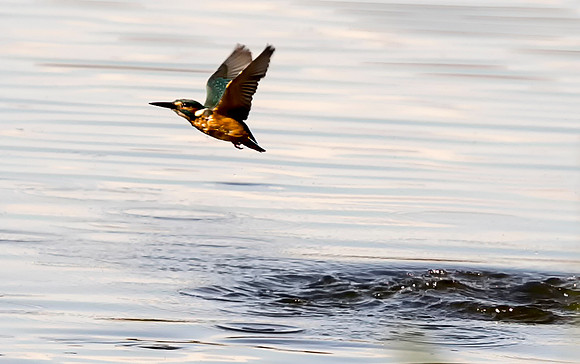 Kingfisher after a swim 2 taken by Bob Riach