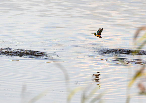 Kingfisher after a swim taken by Bob Riach