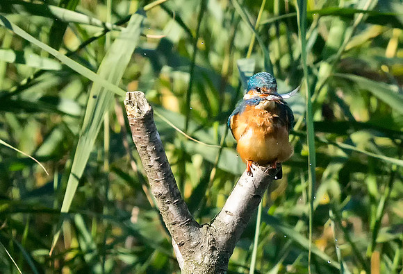 Kingfisher Eating Fish taken by Bob Riach