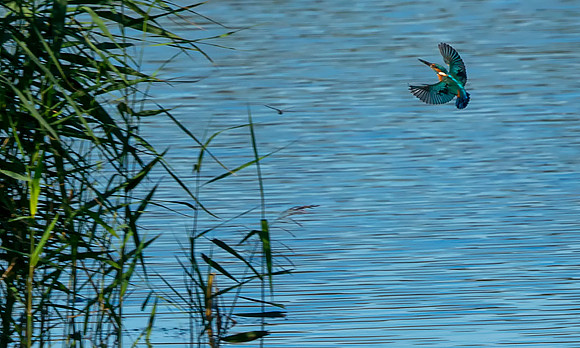Kingfisher in Flight