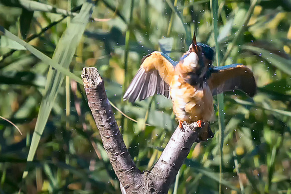 Kingfisher That Water Was Cold taken by Bob Riach