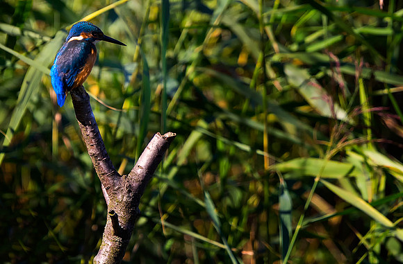 Kingfisher Waiting taken by Bob Riach