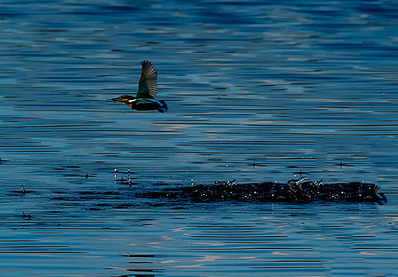 Kingfisher water